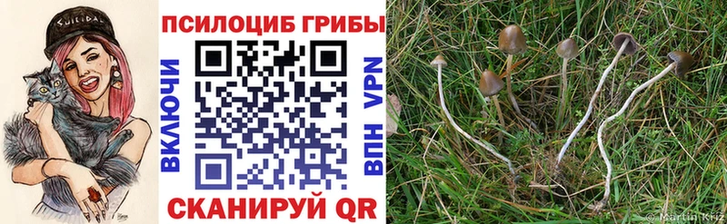 hydra маркетплейс  Почеп  Галлюциногенные грибы Psilocybe 